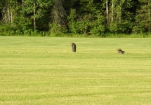 Wolves-on-The-Course